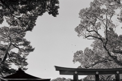 樹與鳥居之間的天空